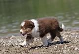 BERGER AUSTRALIEN PUPPIES 143